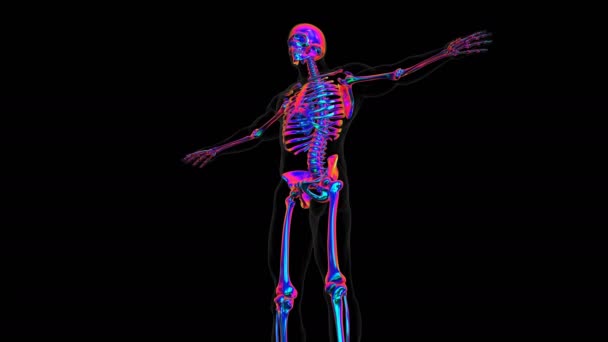Människans Skelett Skalle Frontal Ben Anatomi Illustration För Medicinskt Koncept — Stockvideo