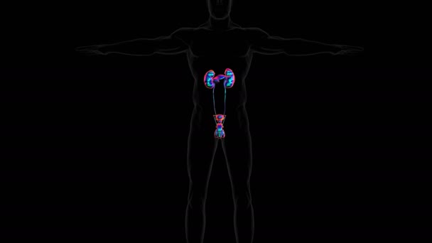 Нирки Сечової Системи Людини Анатомією Сечового Міхура Медичної Концепції Ілюстрація — стокове відео