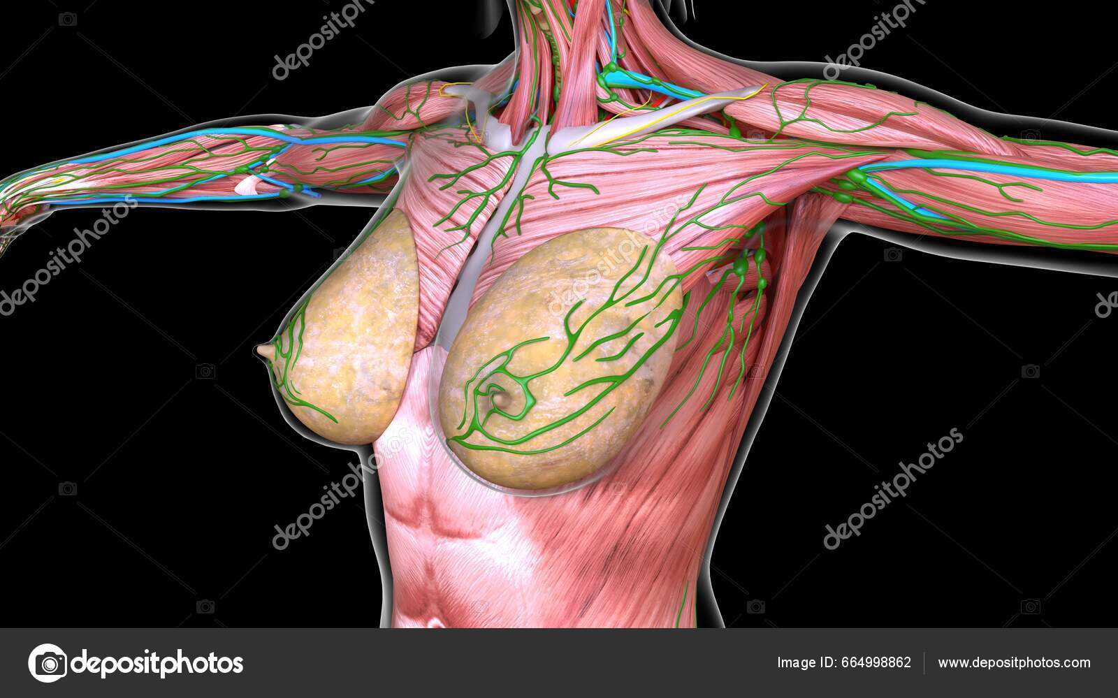 https://st5.depositphotos.com/42655454/66499/i/1600/depositphotos_664998862-stock-photo-female-chest-abdomen-muscles-anatomy.jpg