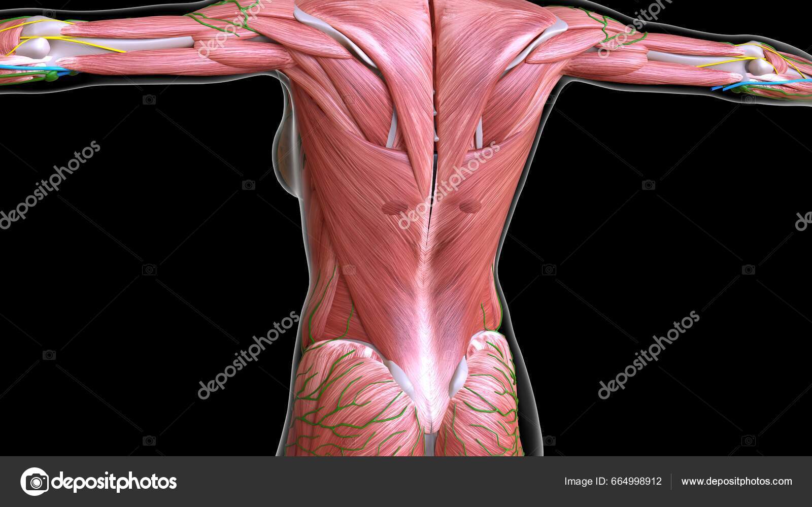 Female Back Upper Body Muscles Anatomy Medical Concept Illustration Stock  Photo by ©My_box_pra 664998912