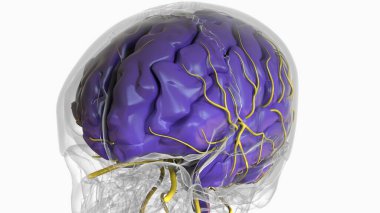 Tıbbi Konsept için İnsan Beyni Anatomisi 3 boyutlu İllüstrasyon