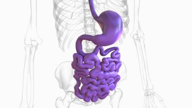 Tıbbi konsept için insan sindirim sistemi anatomisi ince bağırsak 3 boyutlu illüstrasyon