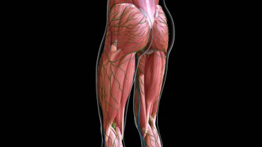 Tıbbi konsept 3 boyutlu illüstrasyon için kadın bacağı ve karın kasları anatomisi