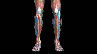 Tıbbi konsept 3 boyutlu illüstrasyon için kadın bacak kasları anatomisi