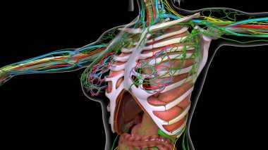 Tıbbi konsept 3 boyutlu illüstrasyon için kadın anatomisi akciğerleri