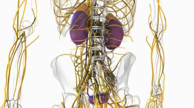 Human kidney anatomy for medical concept 3D illustration