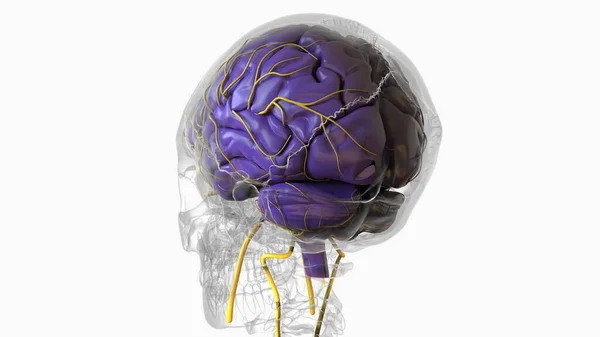 stock image Human brain anatomy for medical concept 3D illustration