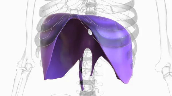 Human Diaphragm Anatomy Medical Concept Illustration — Stock Photo, Image