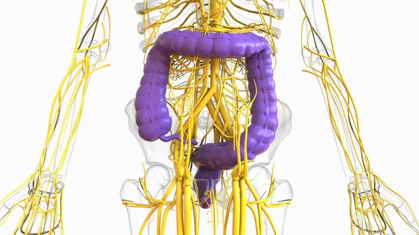 Large Intestine Appendix Anatomy Medical Concept Illustration — Foto Stock