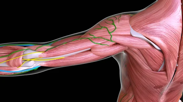 医学概念三维图解的臂部肌肉解剖 — 图库照片