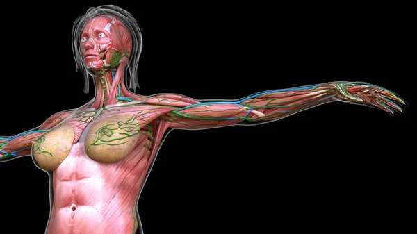 Female Chest Abdomen Muscles Anatomy Medical Concept Illustration