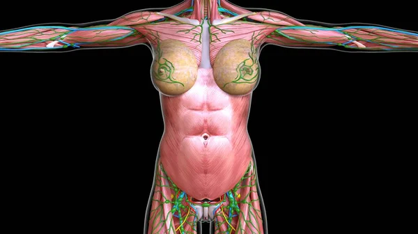 女性胸部和腹部肌肉解剖学医学概念 — 图库照片