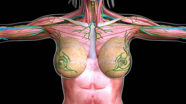 Анатомия Женских Грудных Брюшных Мышц Медицинской Концепции Иллюстрации — стоковое фото