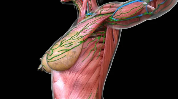 Weibliche Brust Und Bauchmuskeln Anatomie Für Medizinisches Konzept Illustration — Stockfoto