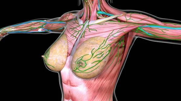 女性胸部和腹部肌肉解剖学医学概念 — 图库照片