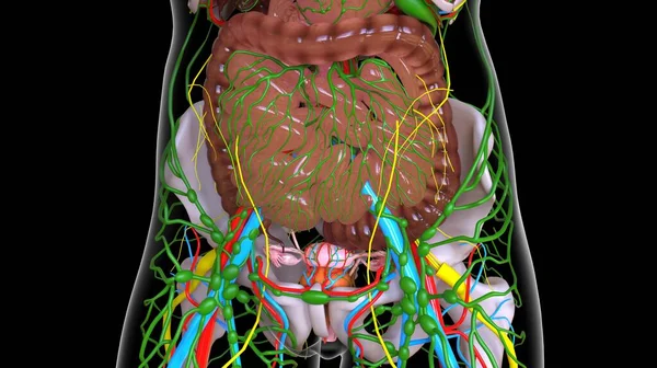 Small Large Intestine Anatomy Medical Concept Illustration — Photo