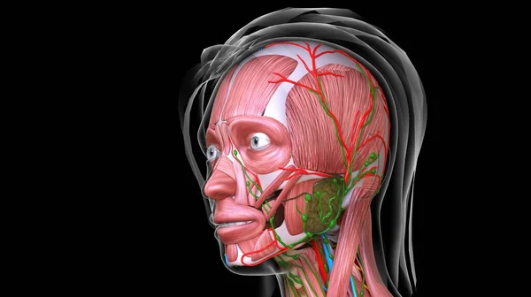 Anatomia Del Muscolo Facciale Femminile Concetto Medico Illustrazione — Foto Stock