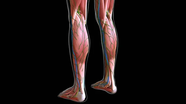 医学的概念のための女性の足の筋肉の解剖学3Dイラスト — ストック写真