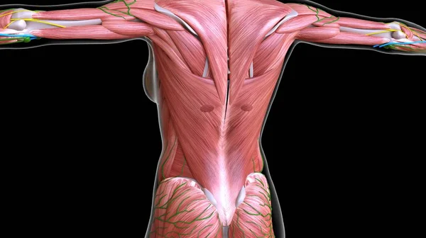 Vrouwelijke Rug Bovenlichaam Spieren Anatomie Voor Medisch Concept Illustratie — Stockfoto