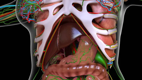 Ludzki Żołądek Anatomia Dla Medycznego Pojęcie Ilustracja — Zdjęcie stockowe
