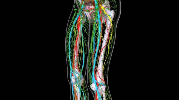 Mänskliga Ben Skelett Anatomi Med Artärer Vener Nerver Och Lymfkörtlar — Stockfoto