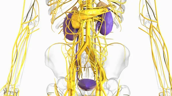 Human Kidney Anatomy Medical Concept Illustration — Zdjęcie stockowe