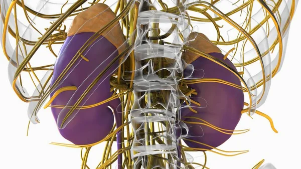 Human Kidney Anatomy Medical Concept Illustration — Stok Foto