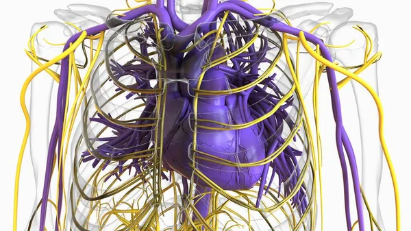 Anatomía Del Sistema Circulatorio Del Corazón Humano Para Concepto Médico —  Fotos de Stock