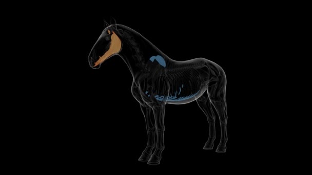 Anatomie Des Unterkieferknochens Pferdeskelett Für Medizinisches Konzept Animation — Stockvideo