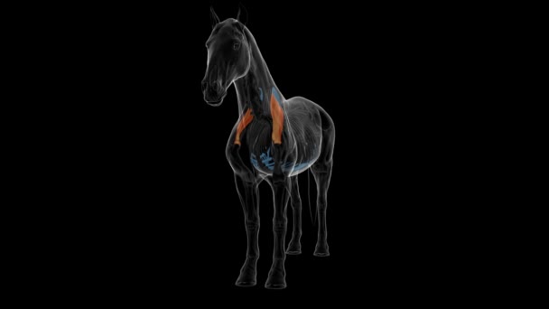 医療コンセプト3Dアニメーションのためのスカプラの骨の馬の骨格解剖学 — ストック動画