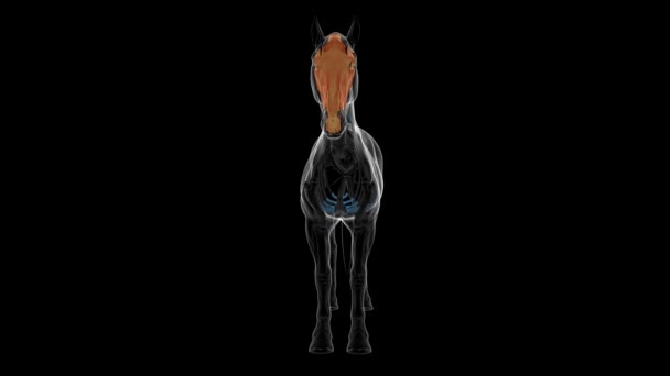 Schedel Bot Paard Skelet Anatomie Voor Medisch Concept Animatie — Stockvideo