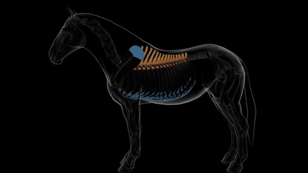 Грудні Хребці Кінь Скелет Анатомія Медичної Концепції Анімація — стокове відео