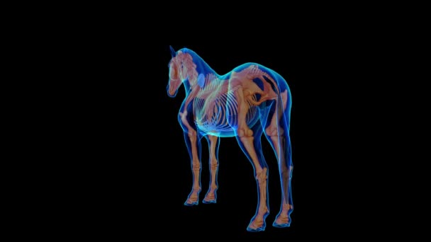 医療コンセプト3Dアニメーションのための馬の骨格解剖学 — ストック動画
