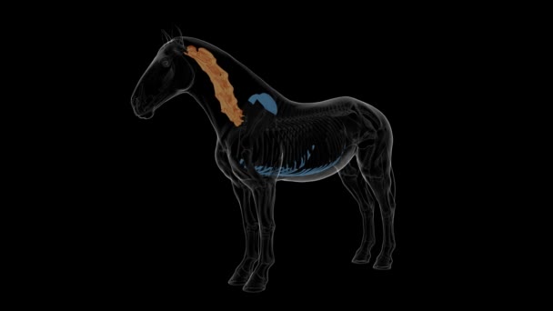 Anatomia Dello Scheletro Del Cavallo Delle Vertebre Cervicali Animazione Del — Video Stock
