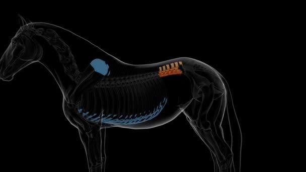Lumbální Obratle Koňské Kostry Anatomie Pro Lékařský Koncept Animace — Stock video