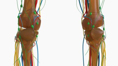 Tıbbi konsept için insan iskeleti anatomisi 3 boyutlu illüstrasyon