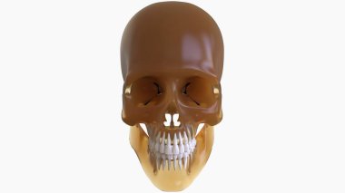Tıbbi Konsept için İnsan İskeleti Kafatası Anatomisi 3 boyutlu Görüntü