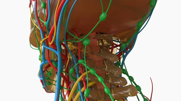Anatomia Cérebro Humano Com Sistema Nervoso Para Ilustração Médica Conceito — Fotografia de Stock