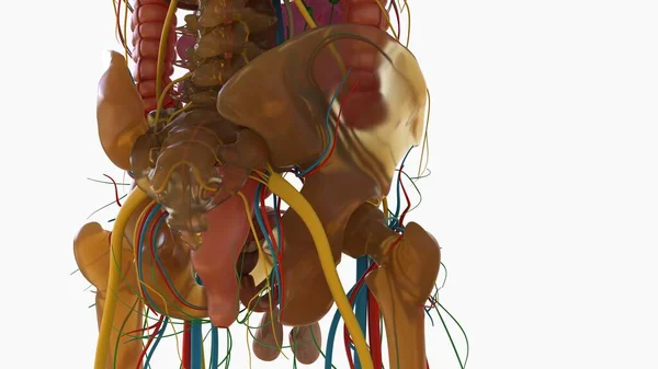Human Skeleton Hip Pelvic Bone Anatomi Untuk Konsep Medis Illustration — Stok Foto