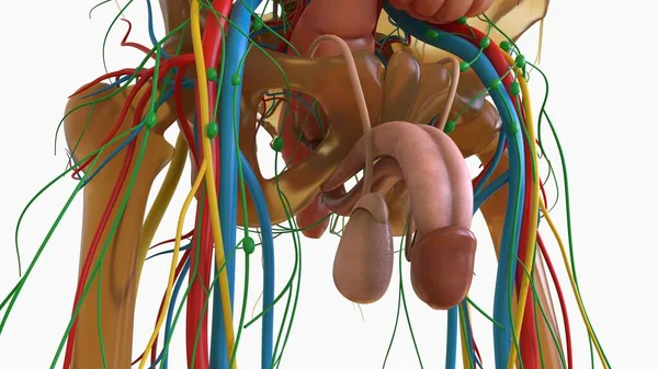 Anatomía Masculina Del Sistema Reproductivo Para Ilustración Del Concepto Médico —  Fotos de Stock