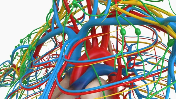 Человеческое Сердце Анатомией Системы Кровообращения Медицинской Концепции Иллюстрации — стоковое фото