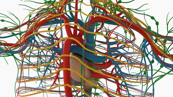 Ludzkie Serce Anatomią Układu Krążenia Dla Koncepcji Medycznej Ilustracji — Zdjęcie stockowe
