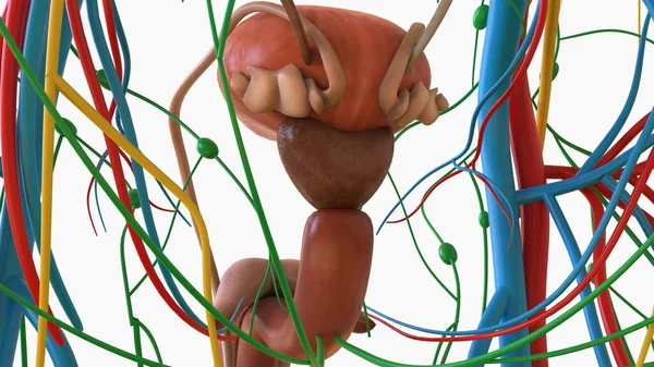Sistema Urinario Humano Con Anatomía Vesical Para Concepto Médico Ilustración —  Fotos de Stock