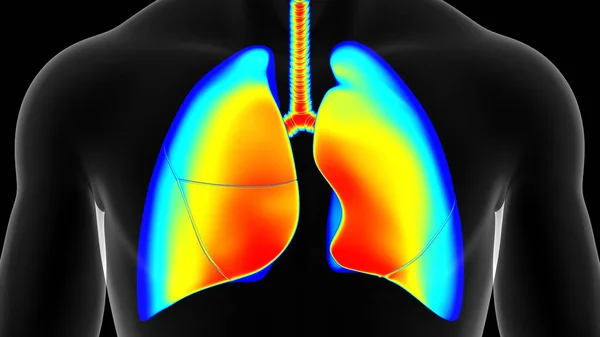 Menschliche Lungentemperatur Warm Normale Kälte Mann Thermographische Abbildung — Stockfoto