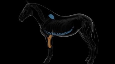 Medikal konsept 3 boyutlu animasyon için ön kol kemiği iskelet anatomisi
