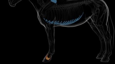 Tıbbi konsept 3 boyutlu animasyon için kısa pasta kemiği iskelet anatomisi