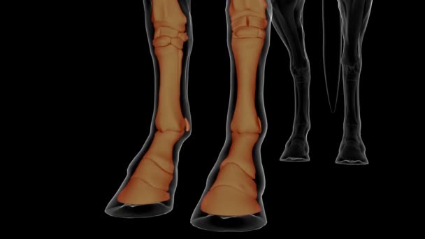 医療コンセプト3Dアニメーションのための馬の骨格解剖 — ストック動画