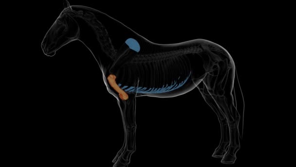 医学コンセプト3Dアニメーションのためのユーモラス骨の馬の骨格解剖学 — ストック動画