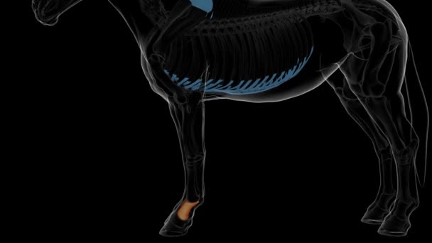 医学コンセプト3Dアニメーションのための長いパターン骨の馬の骨格解剖学 — ストック動画