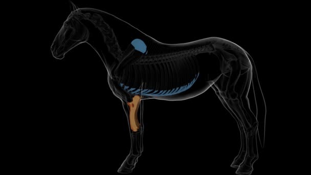Radio Cúbito Hueso Caballo Esqueleto Anatomía Para Concepto Médico Animación — Vídeo de stock